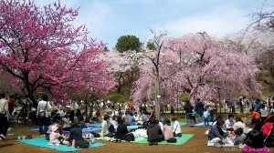 hanami (1)