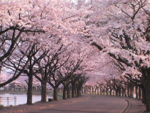 hanami